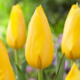 tulipany-ogromne-cebulki-tulipanow-kwiatow-rozmiar-10-11-50szt-muscadet