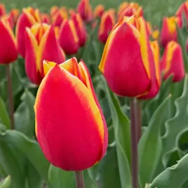 tulipan-cebulki-tulipanow-kwiatow-tulipany-rozmiar-9-10-50szt-dow-jones