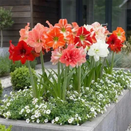 amarylis-cebulka-hippeastrum-mixed-kolory-cebulki-kwiatow-rozmiar-26-1szt
