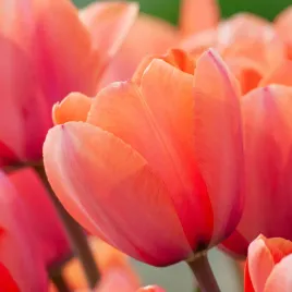 tulipan-cebulki-kwiatow-tulipanow-rozmiar-9-10-50szt-apricot-impression