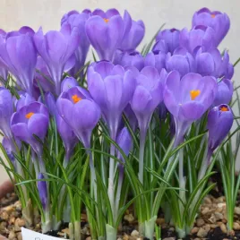 krokus-cebulki-kwiatow-krokusow-krokusy-rozmiar-6-7-50szt-aqua