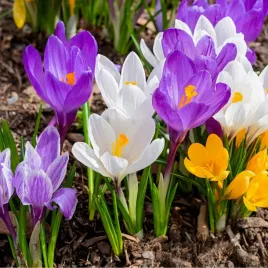 krokus-cebulki-kwiatow-krokusow-mix-rozmiar-6-7-50szt-large-flowering