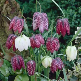fritillaria-meleagris-mix-szachownica-kostkowata-cebulki-kwiatow-6-7-50szt