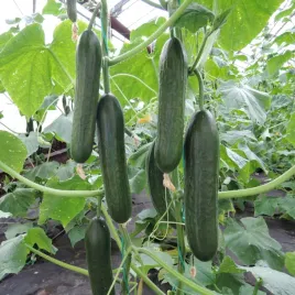 ogorek-delicius-nasiona-ogorka-warzyw-do-sadzenia-salatkowa-odmiana-5g