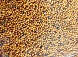 gorczyca-sarepska-nasiona-na-poplon-ziarno-1kg-naturalna-jakosc-1kg