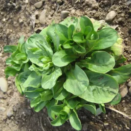 roszponka-warzywna-nasiona-roszponki-bogate-w-witaminy-salata-witamina-c-1g