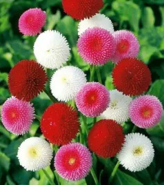 nasiona-stokrotka-pomponowa-mieszanka-mix-01g-kwiaty-stokrotki-420557