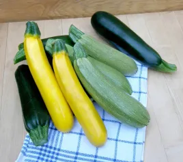 cukinia-mix-odmian-kolorow-cucurbita-nasiona-cukini-plenna-kwiaty-ozdobne