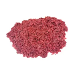 jokers-zywa-ochotka-zanetowa-wedkarska-1kg-robak