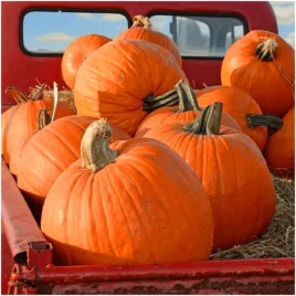dynia-olbrzymia-big-max-halloween-nasiona-4-g
