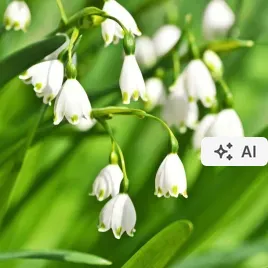 sniezyca-letnia-biala-leucojum-aestivum-sniezyczka-kwitnaca-20szt-cebulka