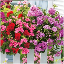 pelargonia-bluszczolistna-speedy-mix-10-nasion