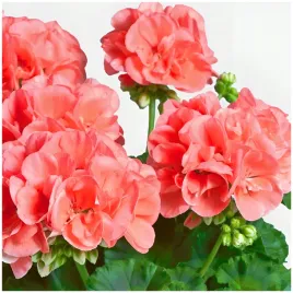 pelargonia-rabatowa-gama-f1-lososiowa-nasiona-005-g