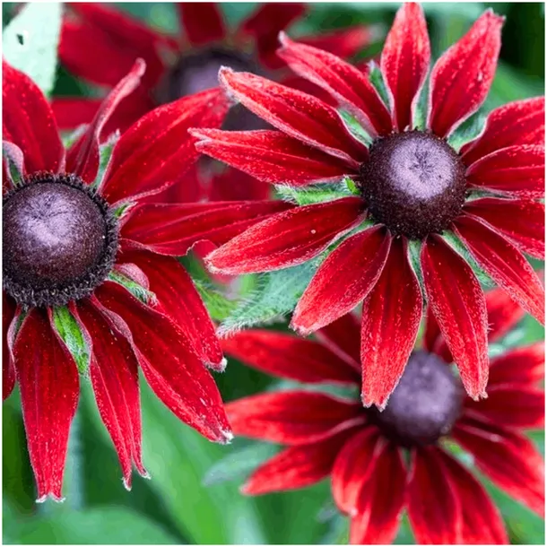 RUDBEKIA CHERRY BRANDY JEŻÓWKA nasiona 0,02g