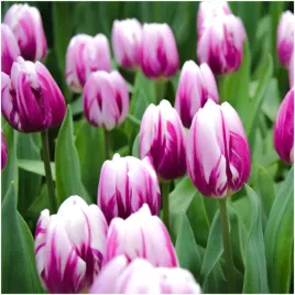 tulipan-pojedynczy-bialo-fioletowy-white-purple-cebulki-50-szt-prezent