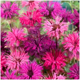 pysznoglowka-monarda-mix-miododajna-cytrynowy-zapach-nasiona-01-g