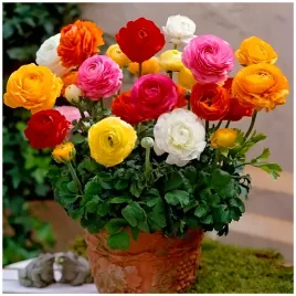 jaskier-ranunculus-mix-kolorow-cebulki-10-szt-prezent