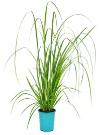 trawa-pampasowa-pink-feather-poj-4l