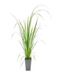 trawa-pampasowa-pink-feather-sadzonka-w-pojemniku-2l
