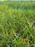 miskant-chinski-strictus-dwarf-c2-producent-inna