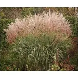 miskant-chinski-rotfuchs-c2-producent-inna