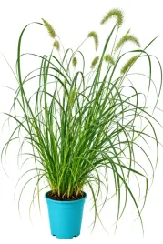 rozplenica-japonska-viridescens-poj-4l