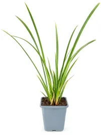 turzyca-palmowa-variegata-p9-c1