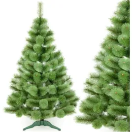choinka-zylka-klara-nierozczepiona-200cm-saska-garden