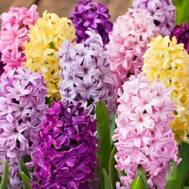 cebulki-hiacyntow-hyacinths-mixed-hiacynty-mix-kolorow-rozmiar-14-15-5szt