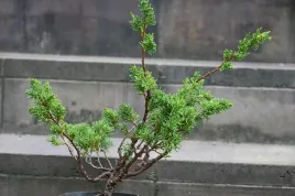 jalowiec-chinski-shimpaku-bonsai-zimozielone-drzewko-formowane