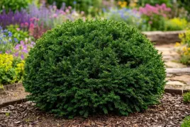 cis-posredni-groenland-kulisty-pokroj-30-40-cm