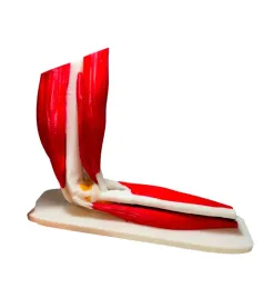 model-anatomiczny-stawu-lokciowego-z-miesniami