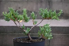 jalowiec-luskowy-holger-bonsai-drzewko-ozdobne-juniperus-squamata