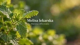 melisa-lekarska-sadzonka-p9-ziolo-cytrynowe-na-herbate