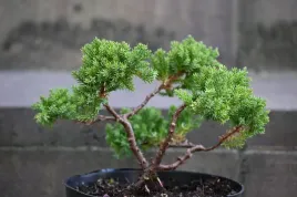 jalowiec-rozeslany-nana-bonsai-juniperus-procumbens-na-balkon-taras