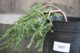 choina-kanadyjska-coles-prostrate-iglak-bonsai-drzewko-ozdobne