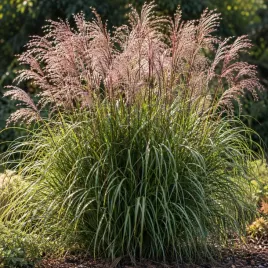 miskant-chinski-yakushima-miscanthus-sinnesis