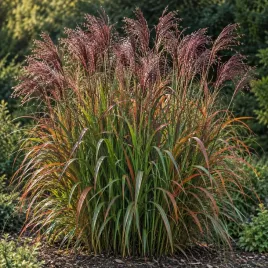 miskant-chinski-samurai-miscanthus-p13