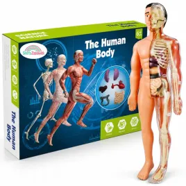 cialo-czlowieka-edukacyjny-model-anatomiczny-szkielet-dla-dzieci-odkryj-lud