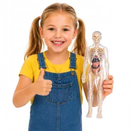 cialo-czlowieka-model-anatomiczny-transparentny-do-skladania-edukacyjny-3