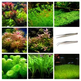 zestaw-latwych-roslin-do-akwarium-peseta-flora-akwariowa-do-obsadzania-zbiornika-ciemnozielona-dekoracja
