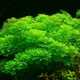 latwa-limnophila-sessiliflora-rosliny-do-akwarium-gatunek-lodygowy-na-drugi-plan-dekoracja-zbiornika-wysokosc-1540-cm