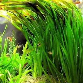 vallisneria-spiralis-prostawaska-xl-sadzonki-roslina-akwariowa-przydenna-do-akwarium-trawa-wodna-wysokosc-2580-cm