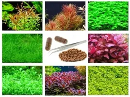 mix-zestaw-latwych-roslin-do-akwarium-kulki-kapsulki-peseta-3-plany-flora-wodna-obsadzanie-zbiornika-wysokosc-160-cm