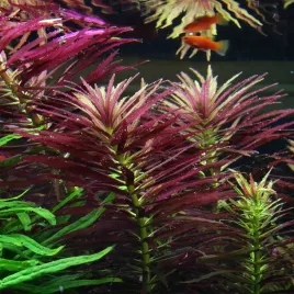 limnophila-aromatica-piekne-duze-sadzonki-roslina-akwariowa-do-akwarium-sredni-wzrost-wysokosc-1020-cm
