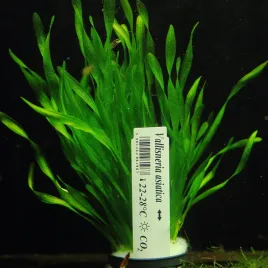 latwa-vallisneria-asiatica-xl-najlepszy-nurzaniec-takze-do-malego-akwarium-ciemnozielona-roslina-wodna-1525-cm-sredniego-wzrostu