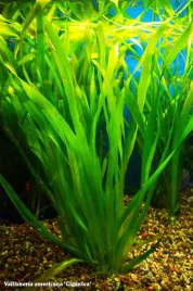 vallisneria-green-americana-sadzonki-xl-roslina-akwariowa-przydenna-do-akwarium-wysokosc-5080-cm