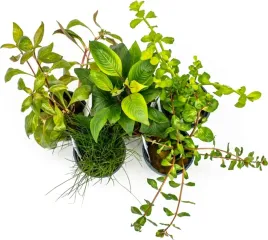 invital-zestaw-5-bezpretensjonalnych-roslin-akwariowych-sadzonki-flora-wodna-dekoracja-zbiornika-wysokosc-230-cm