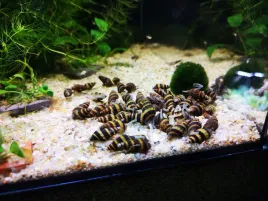 slimak-anatome-helene-helena-od-schangri-5-sztuk-zjada-slimaki-mieczak-akwariowy-slodkowodny-12-cm