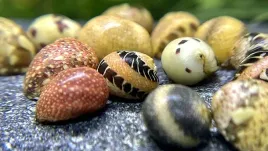 slimak-clithon-color-batik-sowerianum-pozeracz-glonow-zestaw-10szt-neritina-do-akwarium-slodkowodny-mieczak-rozmiar-do-1-cm